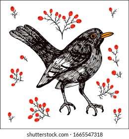 Blackbird red berry vector sketch