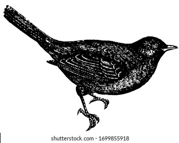 Blackbird is shy and artful by nature, vintage line drawing or engraving illustration.