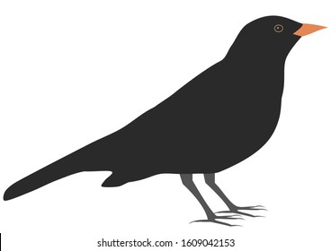 Blackbird, simple vector illustration, isolated on white background