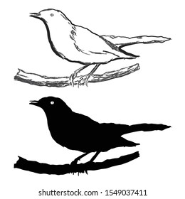 Blackbird, two black and white variants, silhouette and contour line.