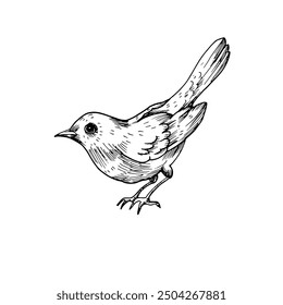 Blackbird vector illustration hand drawn. Graphic bird on white background. For design of postcards, tattoos, labels