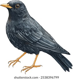 Blackbird watercolor illustration. Realistic turdus merula songbird image on white background.