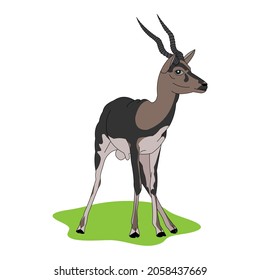 Blackbuck antelope of India vector art in white background isolated