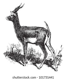 Blackbuck antelope (Strepsiceros cervicapra) / vintage illustration from Brockhaus Konversations-Lexikon 1908