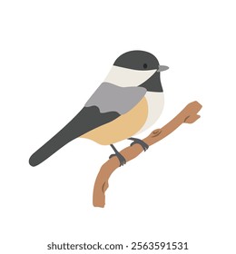 Black-capped chickadee cartoon clipart. Carolina chickadee vector illustration in flat style. Hand-drawn wild animal concept