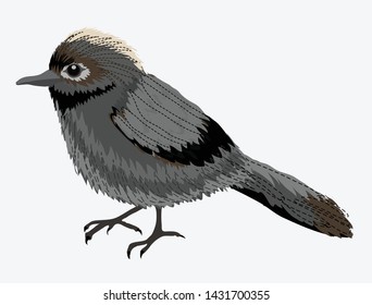 Black-capped Chickadee, Poecile atricapilla, Isolated