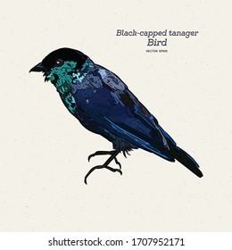 The black-capped tanager (Tangara heinei) or sometimes found under Stilpnia heinei, is one of the many species of Neotropical bird in the family Thraupidae. Hand draw sketch vector.
