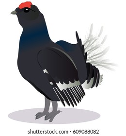 blackcock bird