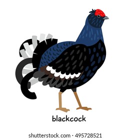 Blackcock vector illustration