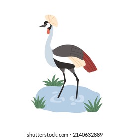 Black-crowned crane with bristle on head. Wild African bird with multicolored feathers. Tropical savanna animal standing in water. Flat vector illustration isolated on white background