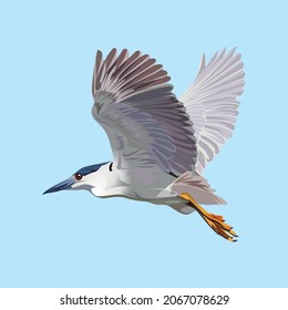 Black-crowned night hero flying on the blue sky. Bird vector art illustration.