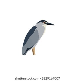 Black-crowned Night Heron Vector Illustration Isolated on White Background for Wildlife and Nature Projects