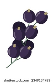 Blackcurrant Berries Branch Vector Illustration