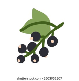 Blackcurrant, berries growing on branch with leaf. Fresh ripe black currant, cassis. Healthy organic food, natural vitamin nutrition. Flat graphic vector illustration isolated on white background