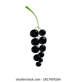 Blackcurrant berries isolated on a white background