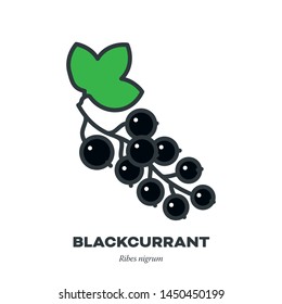 Blackcurrant Berry Fruit Icon, Outline With Color Fill Style Vector Illustration