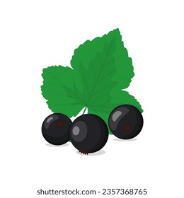 Blackcurrant berry and leaf vector Illustration on a white background