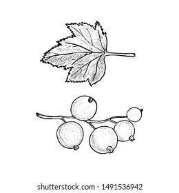 Blackcurrant or black currant (Ribes nigrum) and leaf, vector doodle gravure style sketch illustration, element for design