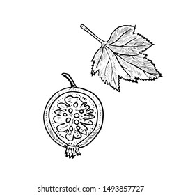 Blackcurrant or black currant (Ribes nigrum) berry cut half and leaf, vector doodle gravure style sketch illustration, element for design