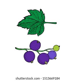 Blackcurrant or black currant (Ribes nigrum) and leaf, vector style sketch illustration, element for design