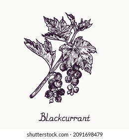 Blackcurrant branch with berries and leaves, simple doodle drawing with inscription, gravure style