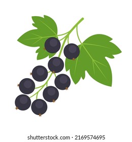 Blackcurrant branch isolated on white background. Ribes nigrum, black currant or cassis berry twig icon for package design. Vector berries illustration in flat style.