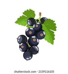 Blackcurrant bunch with leaves, flat style vector illustration isolated on white background