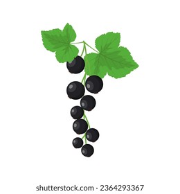 Blackcurrant bunch vector illustration isolated on white background