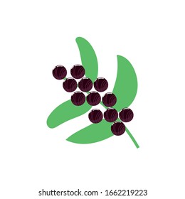 blackcurrant exotic fruit flat style vector illustration design