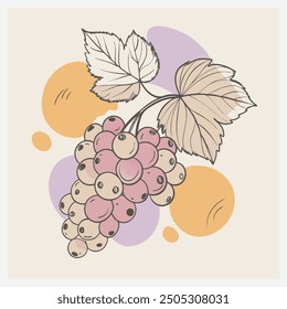 Blackcurrant Fruit Vector, Premium Quality Illustration