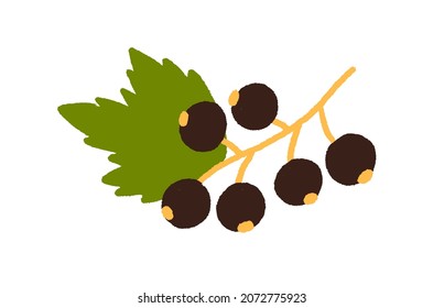 Blackcurrant growing on branch with leaf. Fresh black currant. Garden berries on sprig. Ripe cassis plant. Colored flat vector illustration of natural food isolated on white background