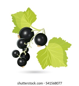 Blackcurrant with leaves isolated on white. Piquant berries cultivated commercially and domestically. Raw fruit is particularly rich in vitamin C and polyphenol phytochemicals. Vector illustration