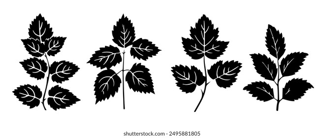 Blackcurrant Leaves Silhouette vector illustration