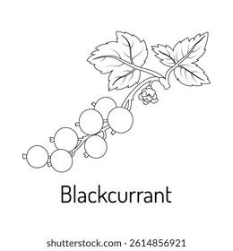 Blackcurrant line art illustration with leaves and berries. Hand-drawn botanical design for coloring books, educational materials, packaging, and print projects.