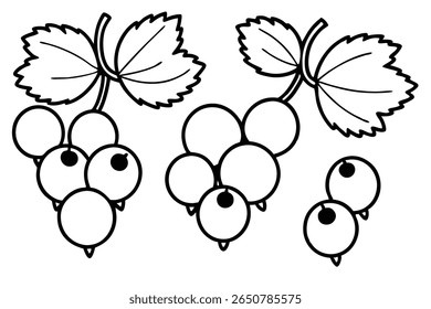 blackcurrant line art natural berry illustration in detailed ink drawing