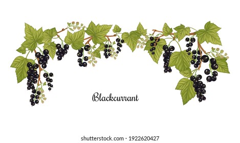 Blackcurrant. Ripe berries on branch. Clip art, set of elements for design. Graphic drawing, engraving style. Vector illustration..