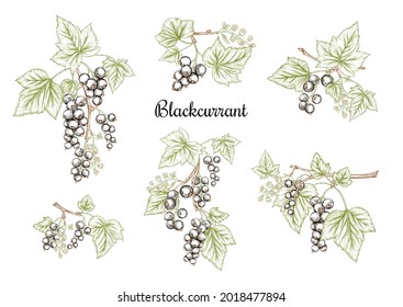 Blackcurrant. Ripe berries on branch. Clip art, set of elements for design. Graphic drawing, engraving style. Vector illustration..