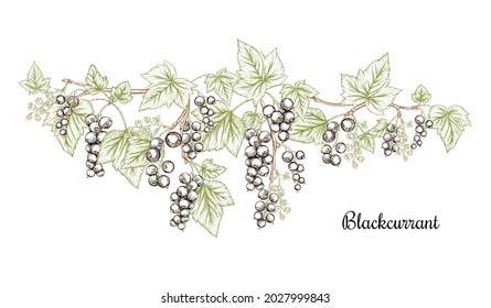 Blackcurrant. Ripe berries on branch. Clip art, set of elements for design. Graphic drawing, engraving style. Vector illustration..