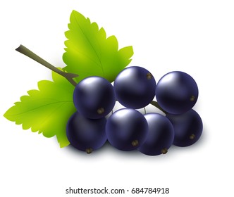 blackcurrant vector 3D