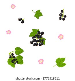Blackcurrant vector illustration set. Blackcurrant, black currant, jostaberry, cassis, berry, fruit, flowers, leaves hand drawn illustration collection design template
