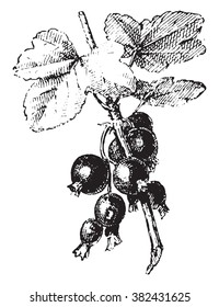 Blackcurrant, vintage engraving.