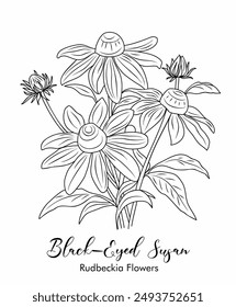 Black-eyed Susan flowers with leaves and buds line art vector botanical illustration on white background. Contour Rudbeckia flower design for logo, tattoo, wall art, branding, packaging.