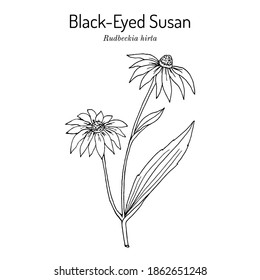 Black-eyed Susan (Rudbeckia hirta), or brown betty, gloriosa daisy, golden Jerusalem, medicinal plant, state flower of Maryland. Hand drawn botanical vector illustration