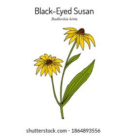 Black-eyed Susan (Rudbeckia hirta), or brown betty, gloriosa daisy, golden Jerusalem, medicinal plant, state flower of Maryland. Hand drawn botanical vector illustration