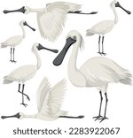 Black-faced spoonbill animal collection illustration
