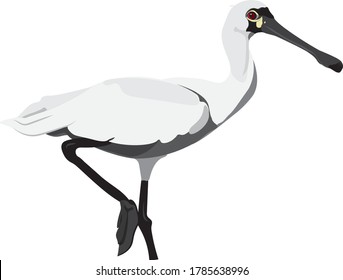 Black-faced Spoonbill is a large white bird. Platalea minor