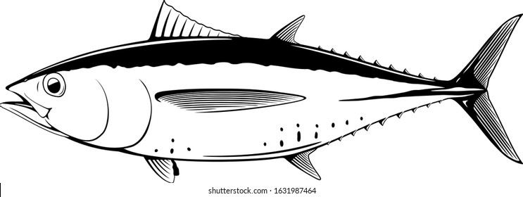 Blackfin tuna fish in side view in black and white isolated illustration, realistic sea fish illustration on white background, commercial and recreational fisheries