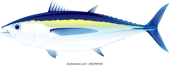 Fisch auf Rotem Thun mit seitlicher Sicht, realistische Meeresfischgrafik auf weißem Hintergrund, Handels- und Freizeitfischerei