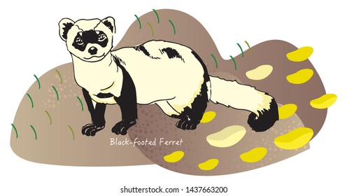Black-Footed Ferret Endangered Animals Vector Illustration