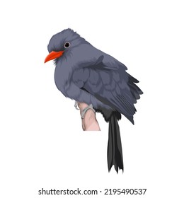 Black-fronted Nun bird vector illustration